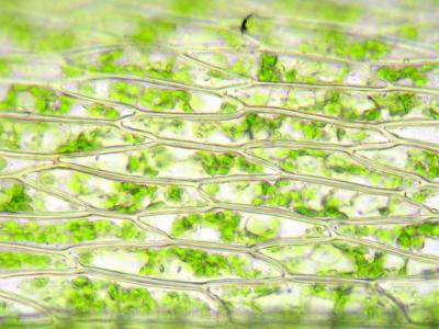 u10/sathea/medium/37789950.Bryum_erDSCN8350.jpg