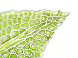 Fissidens guangdongensis erDSCN8456.jpg
