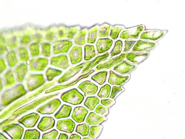 Fissidens guangdongensis erDSCN8456.jpg