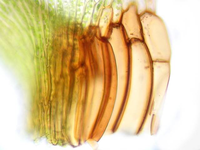 Trismegistia rigida erDSCN8931.jpg