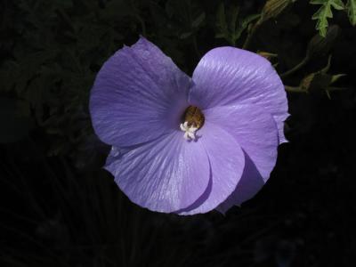 Do Flowers Cry?