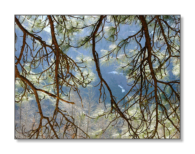 Pine BranchesYosemite Nat'l Park, CA