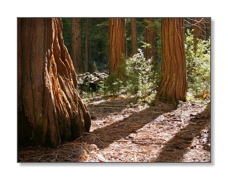 Redwood TreesYosemite Nat'l Park, CA