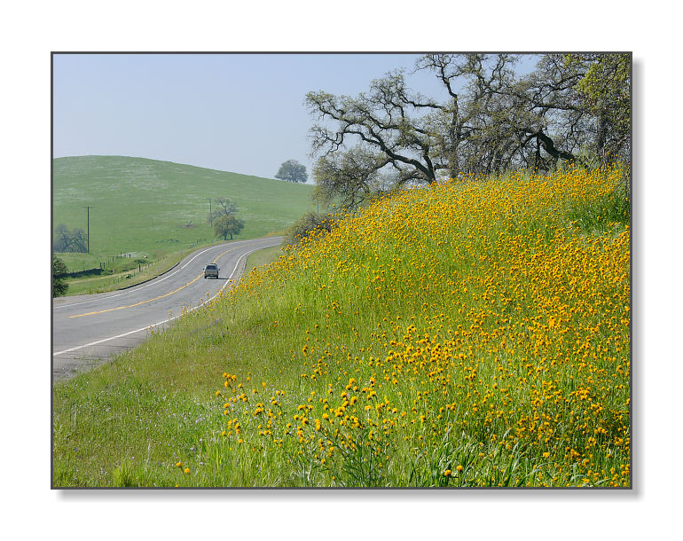 Roadside WildflowersCathey's Valley, CA