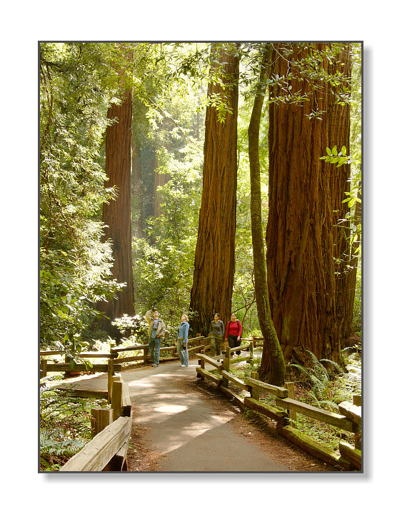 Among the RedwoodsMuir Woods Nat'l Monument, CA