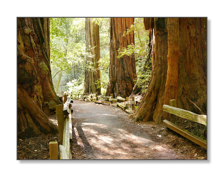 A Peaceful Morning WalkMuir Woods Nat'l Monument, CA