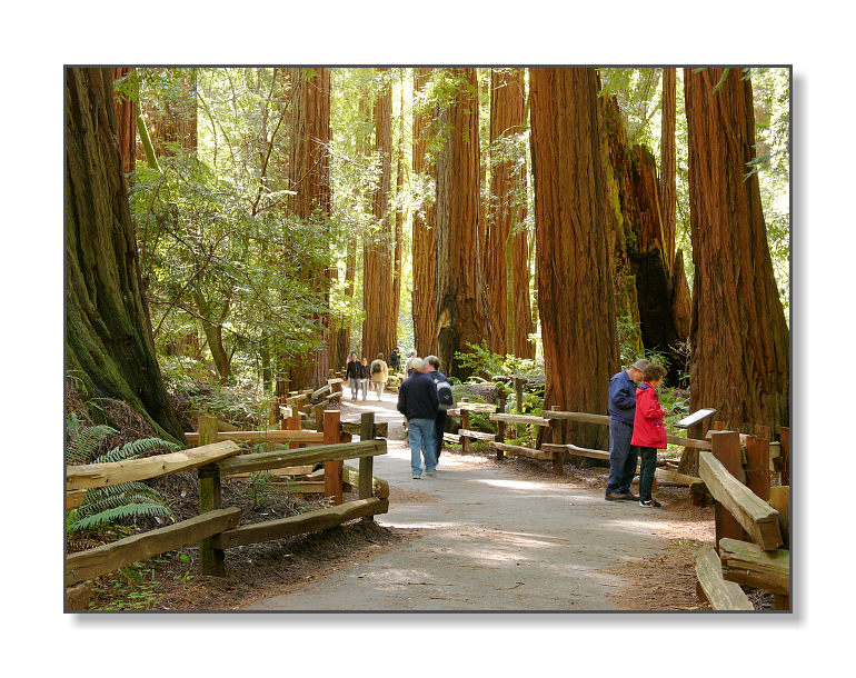 <b>Morning Stroll</b><br><font size=2>Muir Woods Natl Monument, CA