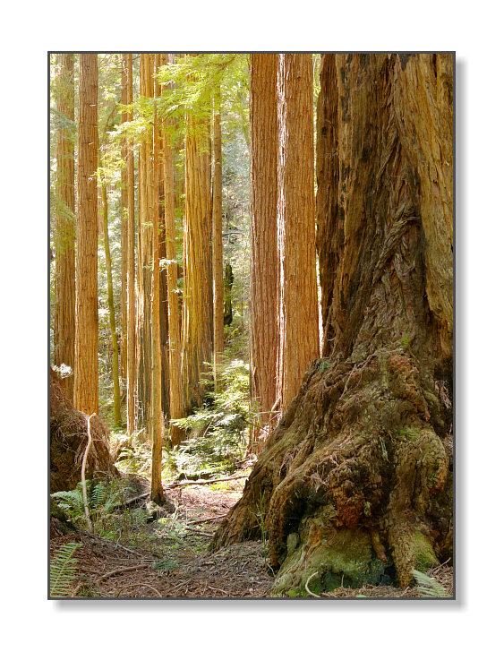 Old & NewMuir Woods Nat'l Monument, CA