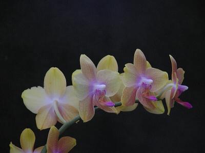 Dtps 'Good as Gold'