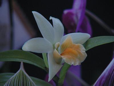 orchids_2