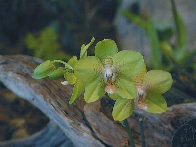 Phal. Pinlong Cinderella x P. Minho Valentine