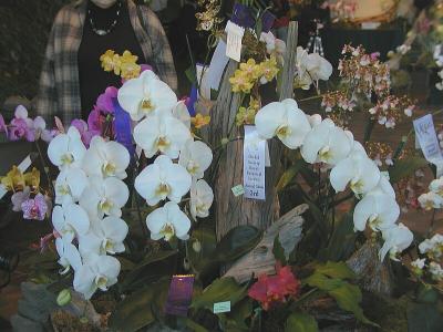 Phal. Sogo Yukidian