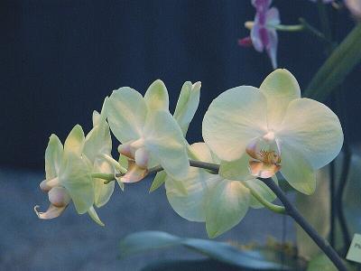 Phal. Chromium Emporer 'Rising Sun'