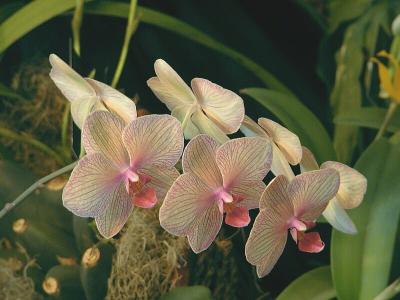 Phal. Baldan's Kaleidoscope