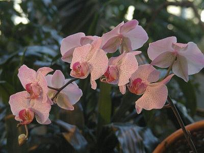 Phal. Double Delight