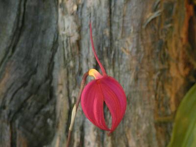 Masdevallia coccinea