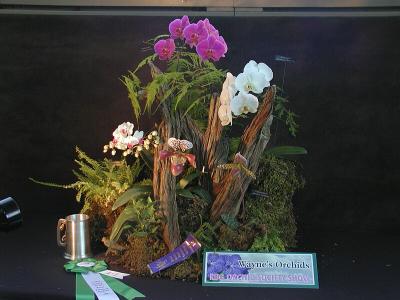 orchids_3