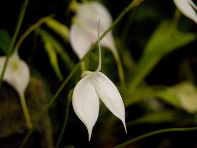 Masdevallia coccinea var. alba 'Blanca'