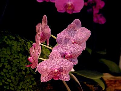 Phal. Ever Spring Spots 'S.H.'
