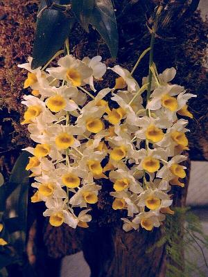 Dendrobium thyrsiflorum