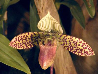 Paph. Double deception