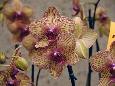 Phal. Baldan's Kaleidoscope