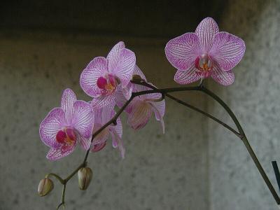 Annual Royal Botanical Gardens Orchid Show (Hamilton, Ontario)