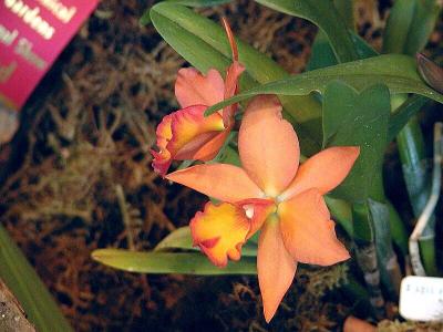 Pot. Sunburst 'Orange Dawn'