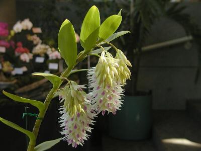Den. Amethystaglossum