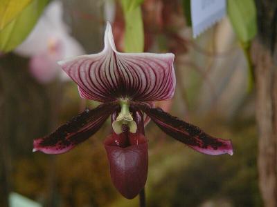 Paph. Mulyk's Macabre