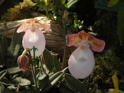 Paph. micranthum 'Yvonne'