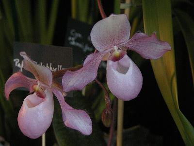 Paph. Delaphyllum