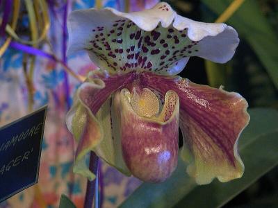 Paph. Tanamore 'Teenager'