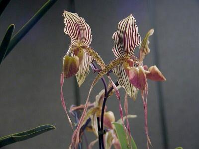 Paph. Moustache