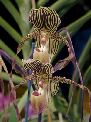 Paph. Moustache