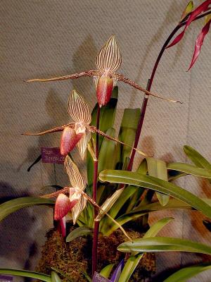 Paph. rothschildianum