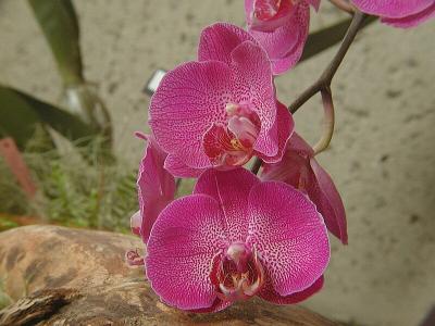 Dtps. King Shiang's Beauty x Tropical stripe