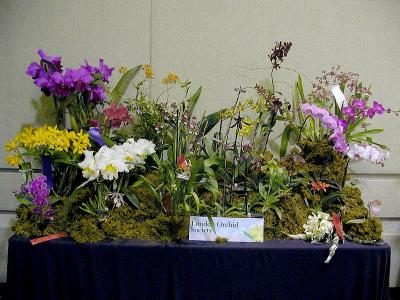 Orchids from London, Ontario.