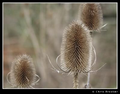 Teasel