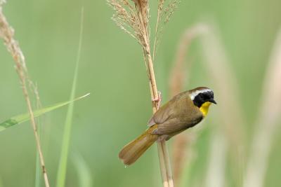 Yellowthroat_Common 