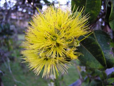 Yellow Ohia Lehua (Metrosideros polymorpha)