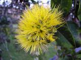 Yellow Ohia Lehua (Metrosideros polymorpha)