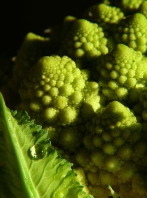 Nature's Fractals