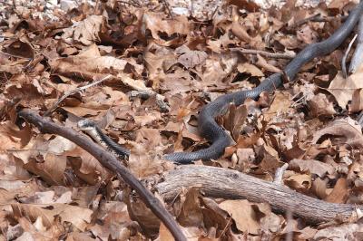 Elaphe obsoleta (black ratsnake), actively crawling, Madison county, Arkansas