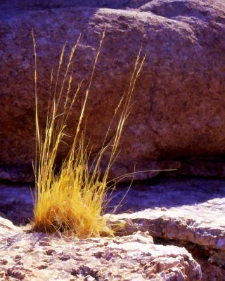 Gold Grass.jpg