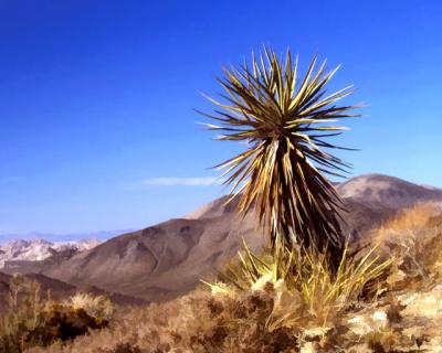 Lone Yucca.jpg