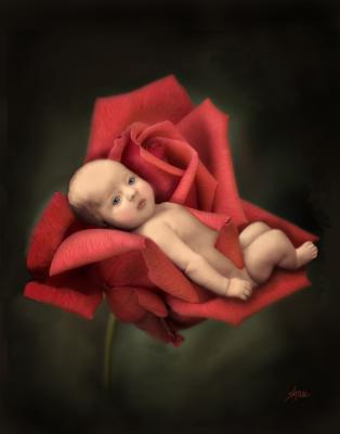 rose baby