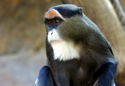 De Brazza's Monkey (Cercopithecus neglectus)