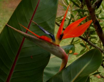 Strelitzia - Bird of Paradise plant