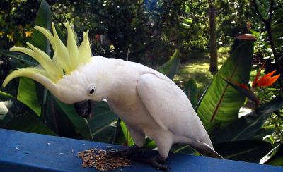 Cockatoo showing its crest